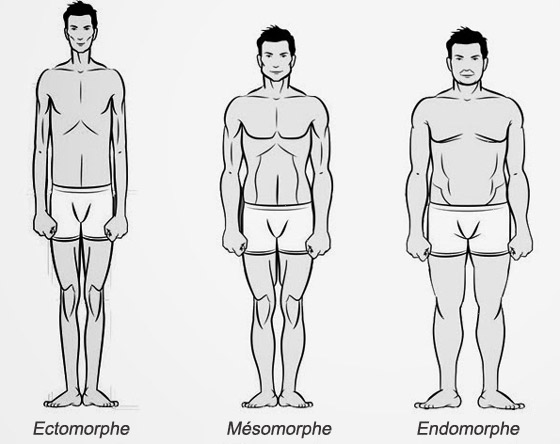 Les Morphotypes Mise Au Point Cest Physio Centrale La Centrale Innovante De Partages Des 